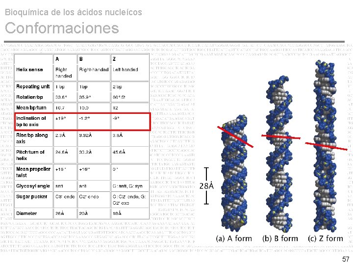 Bioquímica de los ácidos nucleícos Conformaciones 57 