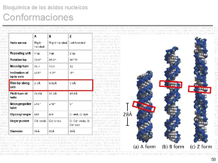 Bioquímica de los ácidos nucleícos Conformaciones 58 