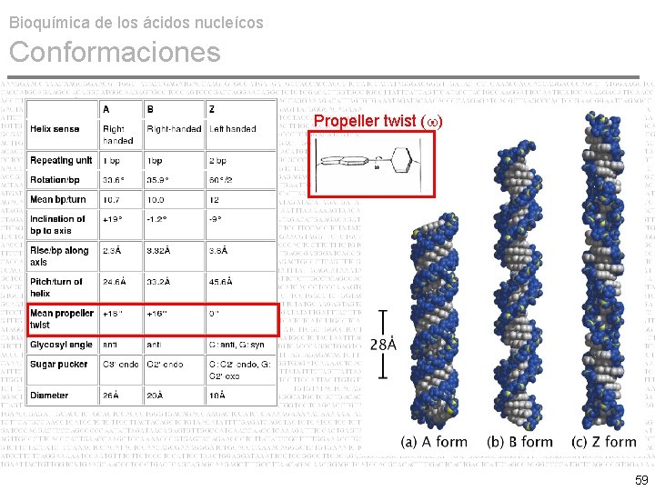 Bioquímica de los ácidos nucleícos Conformaciones Propeller twist (w) 59 