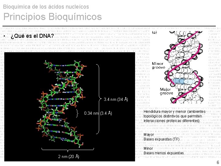 Bioquímica de los ácidos nucleícos Principios Bioquímicos • ¿Qué es el DNA? 3. 4