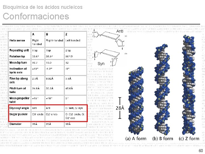 Bioquímica de los ácidos nucleícos Conformaciones Anti Syn 60 