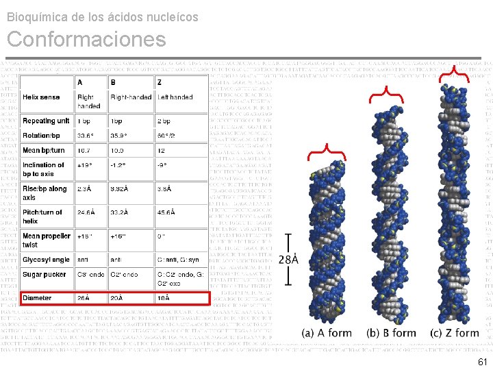 Bioquímica de los ácidos nucleícos Conformaciones 61 