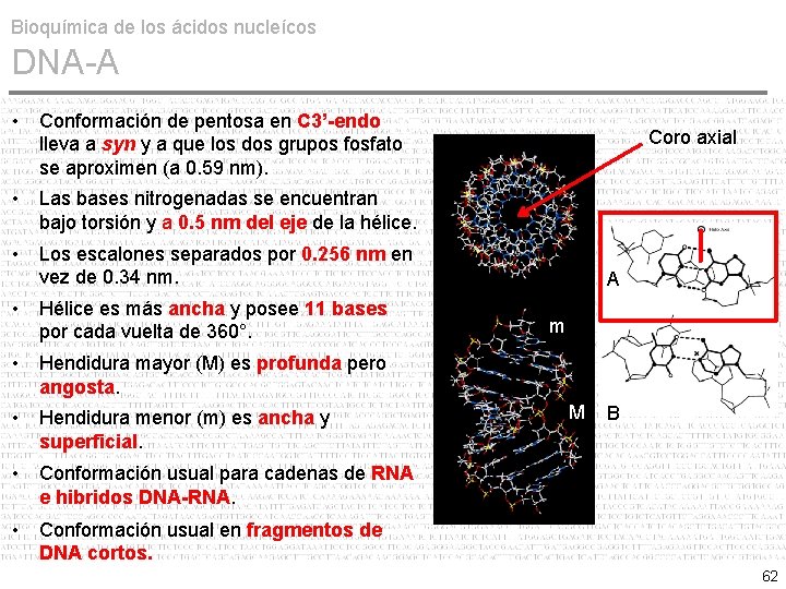 Bioquímica de los ácidos nucleícos DNA-A • Conformación de pentosa en C 3’-endo lleva