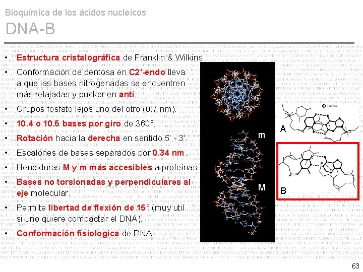 Bioquímica de los ácidos nucleícos DNA-B • Estructura cristalográfica de Franklin & Wilkins. •