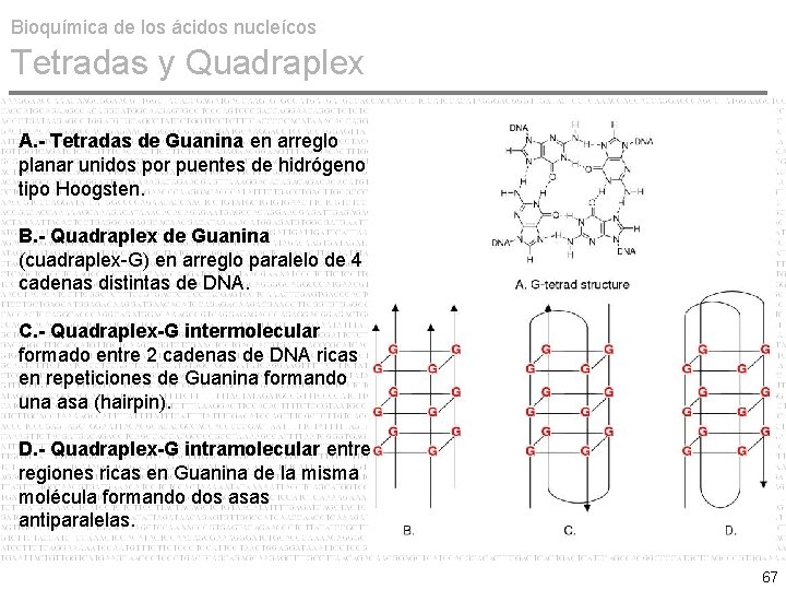 Bioquímica de los ácidos nucleícos Tetradas y Quadraplex A. - Tetradas de Guanina en