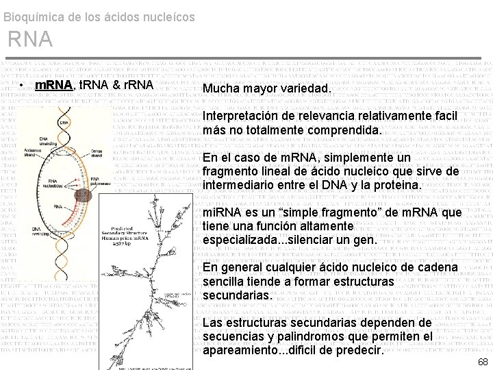 Bioquímica de los ácidos nucleícos RNA • m. RNA, t. RNA & r. RNA