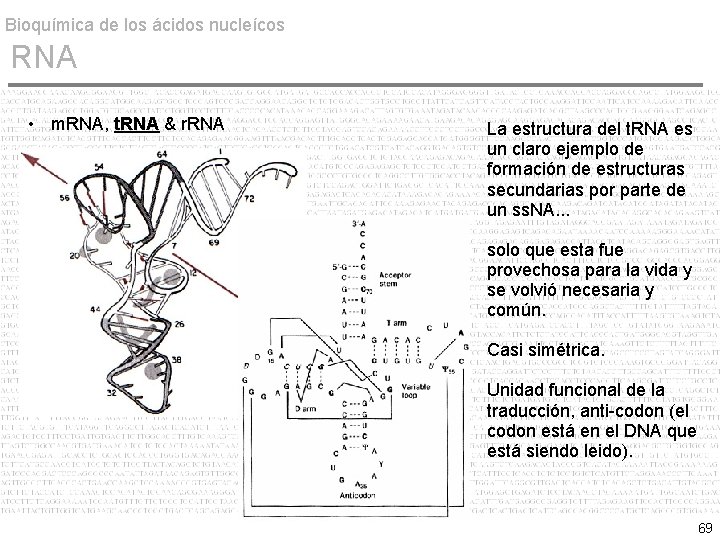 Bioquímica de los ácidos nucleícos RNA • m. RNA, t. RNA & r. RNA