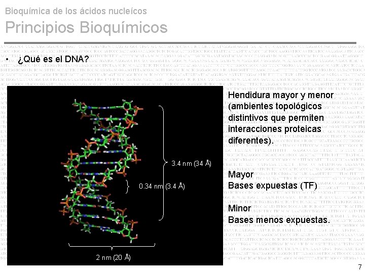 Bioquímica de los ácidos nucleícos Principios Bioquímicos • ¿Qué es el DNA? Hendidura mayor