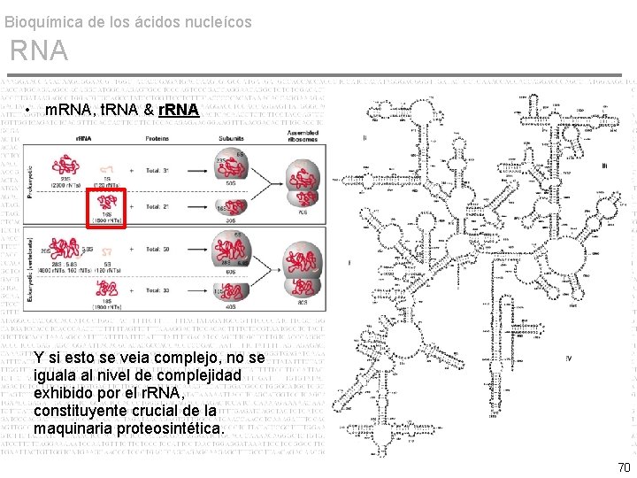 Bioquímica de los ácidos nucleícos RNA • m. RNA, t. RNA & r. RNA