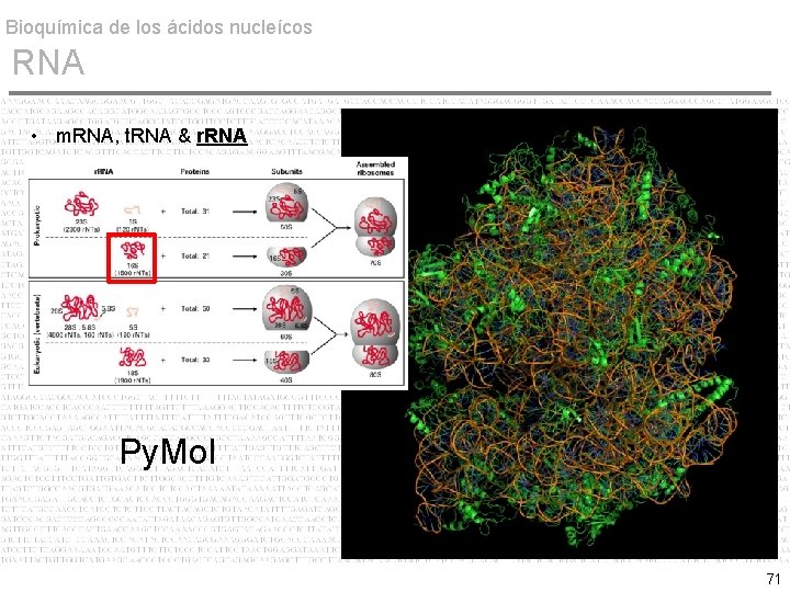 Bioquímica de los ácidos nucleícos RNA • m. RNA, t. RNA & r. RNA