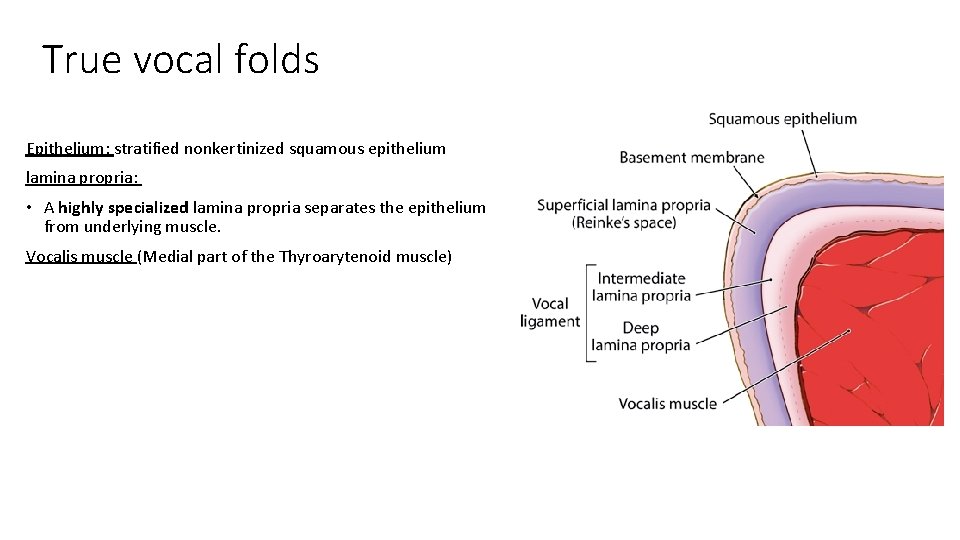 True vocal folds Epithelium: stratified nonkertinized squamous epithelium lamina propria: • A highly specialized