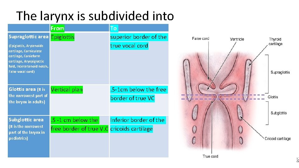 The larynx is subdivided into From Supraglottic area Epiglottis (Epiglottis, Arytenoids cartilage, Corniculate cartilage,