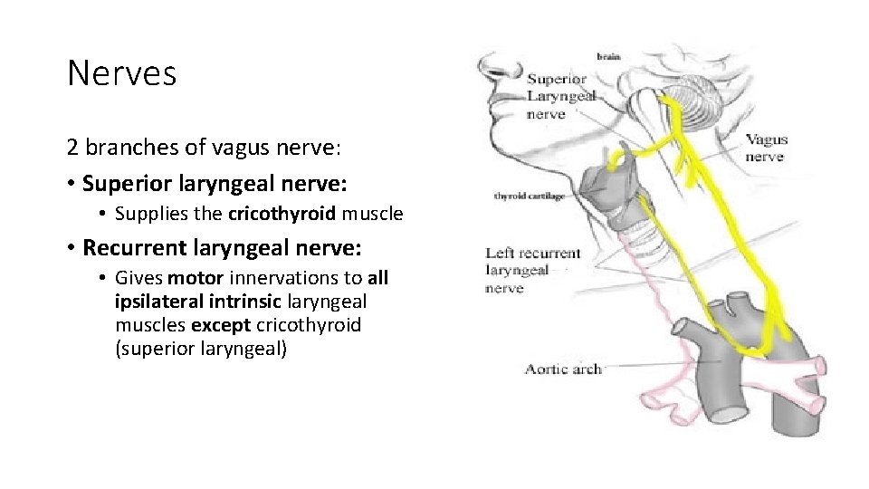 Nerves 2 branches of vagus nerve: • Superior laryngeal nerve: • Supplies the cricothyroid
