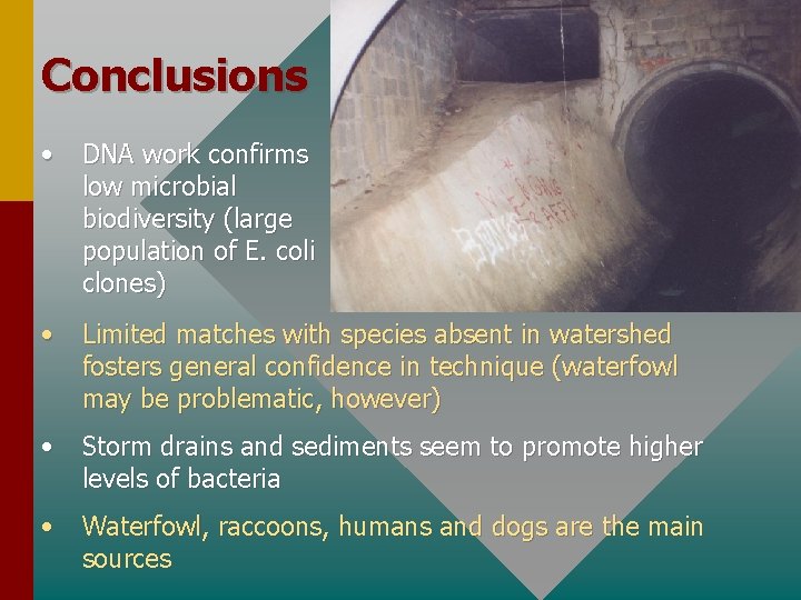 Conclusions • DNA work confirms low microbial biodiversity (large population of E. coli clones)