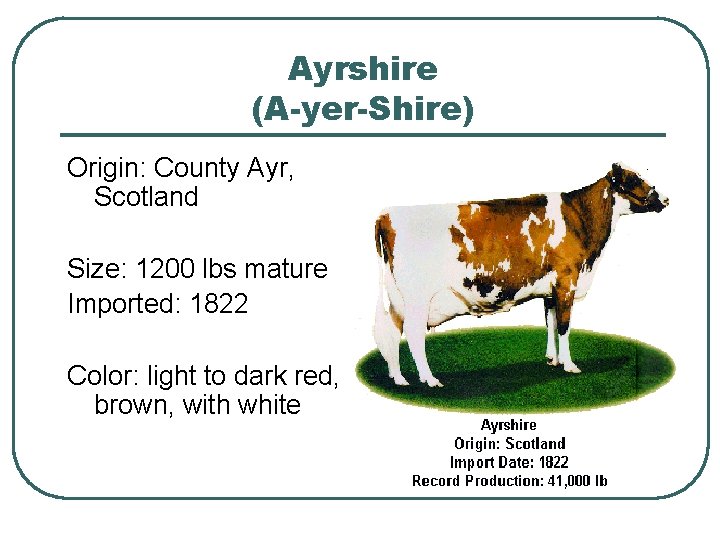 Ayrshire (A-yer-Shire) Origin: County Ayr, Scotland Size: 1200 lbs mature Imported: 1822 Color: light