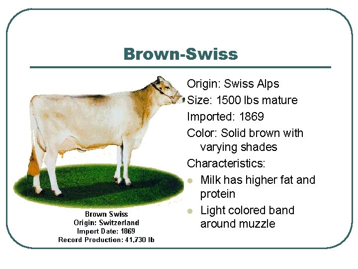Brown-Swiss Origin: Swiss Alps Size: 1500 lbs mature Imported: 1869 Color: Solid brown with