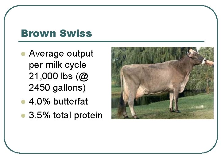 Brown Swiss l l l Average output per milk cycle 21, 000 lbs (@
