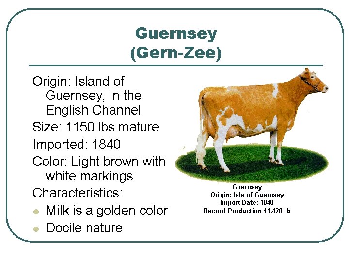 Guernsey (Gern-Zee) Origin: Island of Guernsey, in the English Channel Size: 1150 lbs mature