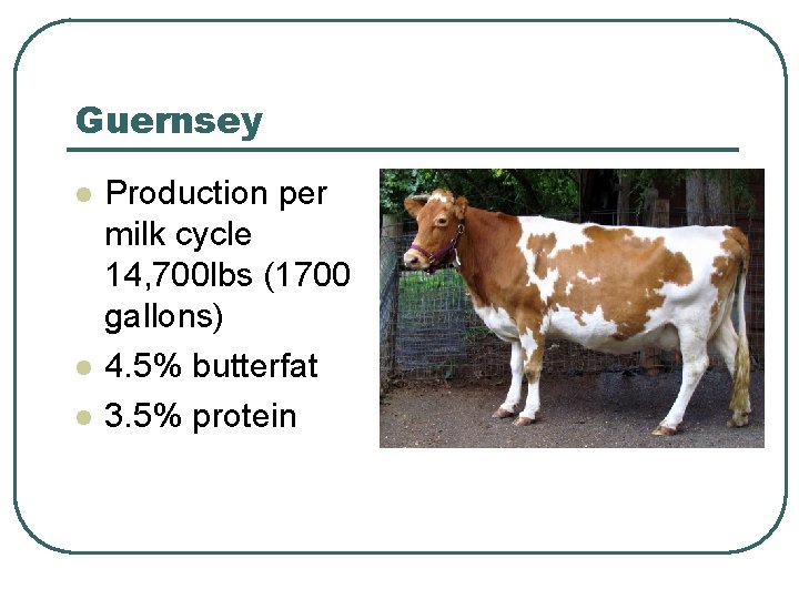 Guernsey l l l Production per milk cycle 14, 700 lbs (1700 gallons) 4.