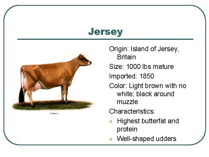 Jersey Origin: Island of Jersey, Britain Size: 1000 lbs mature Imported: 1850 Color: Light