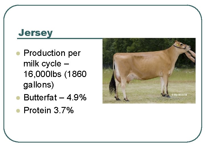 Jersey l l l Production per milk cycle – 16, 000 lbs (1860 gallons)