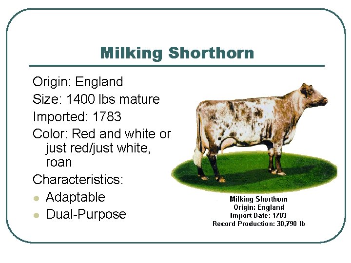 Milking Shorthorn Origin: England Size: 1400 lbs mature Imported: 1783 Color: Red and white