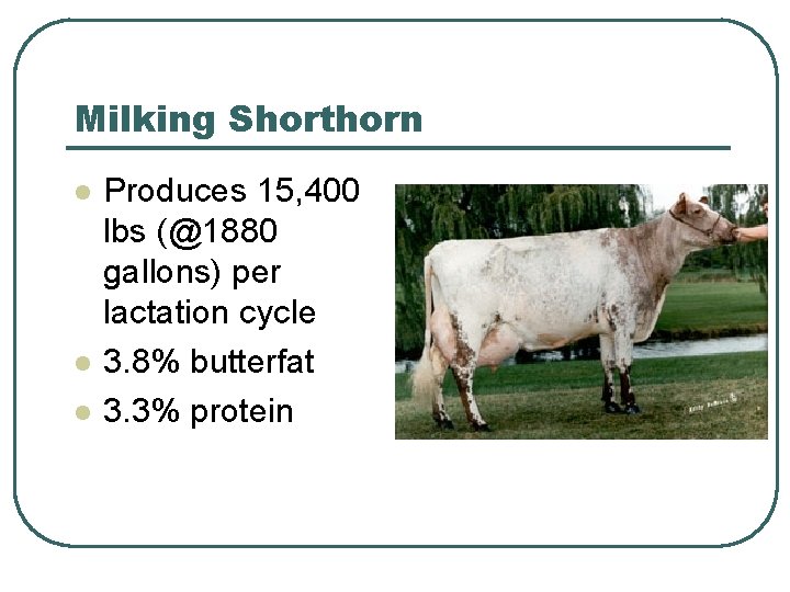 Milking Shorthorn l l l Produces 15, 400 lbs (@1880 gallons) per lactation cycle