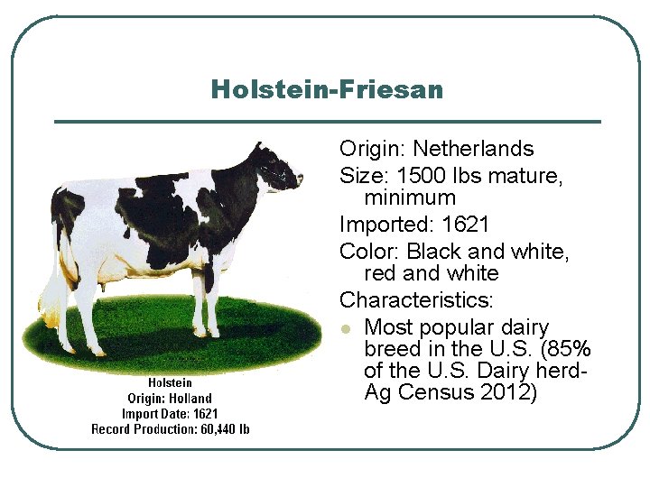 Holstein-Friesan Origin: Netherlands Size: 1500 lbs mature, minimum Imported: 1621 Color: Black and white,