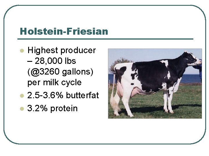 Holstein-Friesian l l l Highest producer – 28, 000 lbs (@3260 gallons) per milk