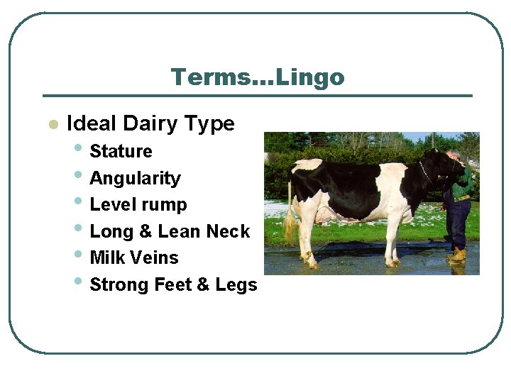 Terms…Lingo l Ideal Dairy Type • Stature • Angularity • Level rump • Long