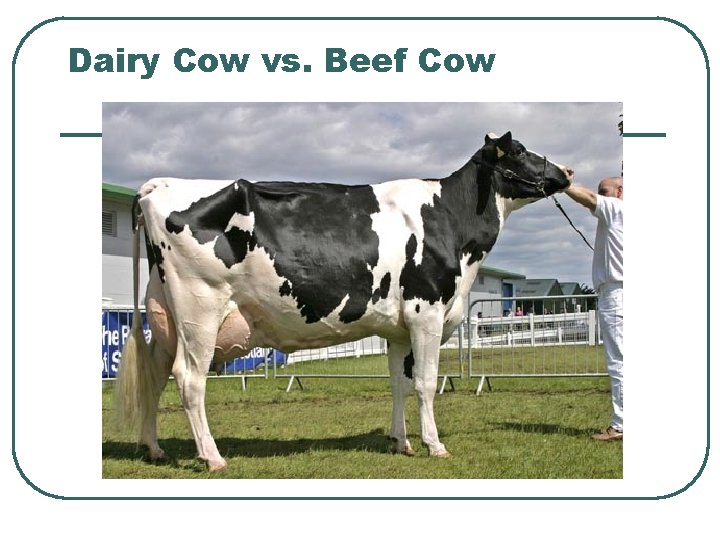 Dairy Cow vs. Beef Cow 