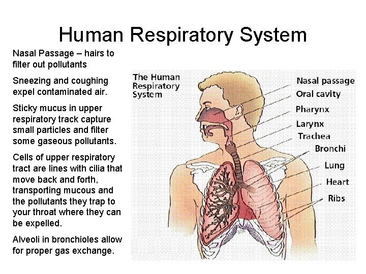 Human Respiratory System Nasal Passage – hairs to filter out pollutants Sneezing and coughing