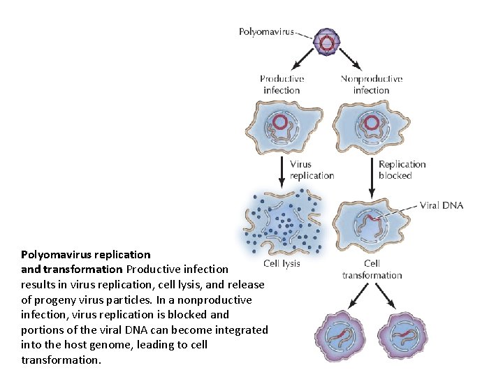 Polyomavirus replication and transformation Productive infection results in virus replication, cell lysis, and release