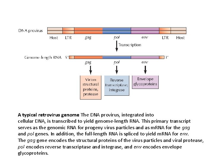 A typical retrovirus genome The DNA provirus, integrated into cellular DNA, is transcribed to
