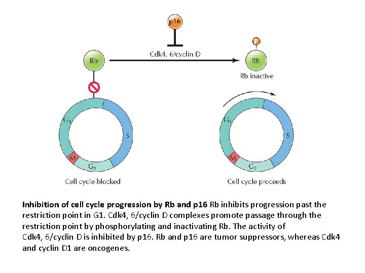 Inhibition of cell cycle progression by Rb and p 16 Rb inhibits progression past