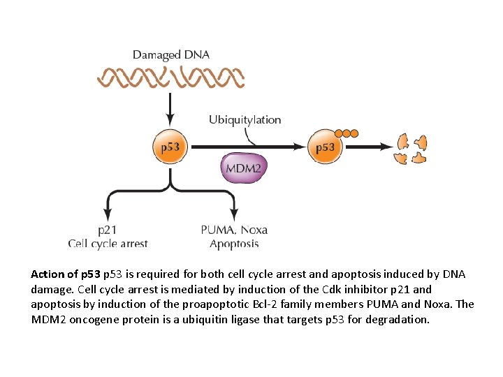 Action of p 53 is required for both cell cycle arrest and apoptosis induced