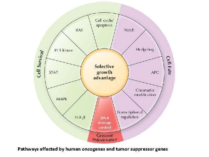 Pathways affected by human oncogenes and tumor suppressor genes 