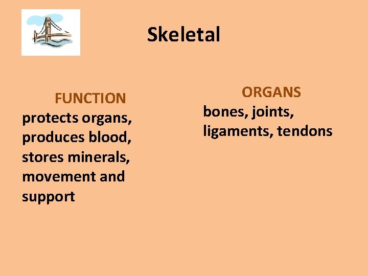 Skeletal FUNCTION protects organs, produces blood, stores minerals, movement and support ORGANS bones, joints,