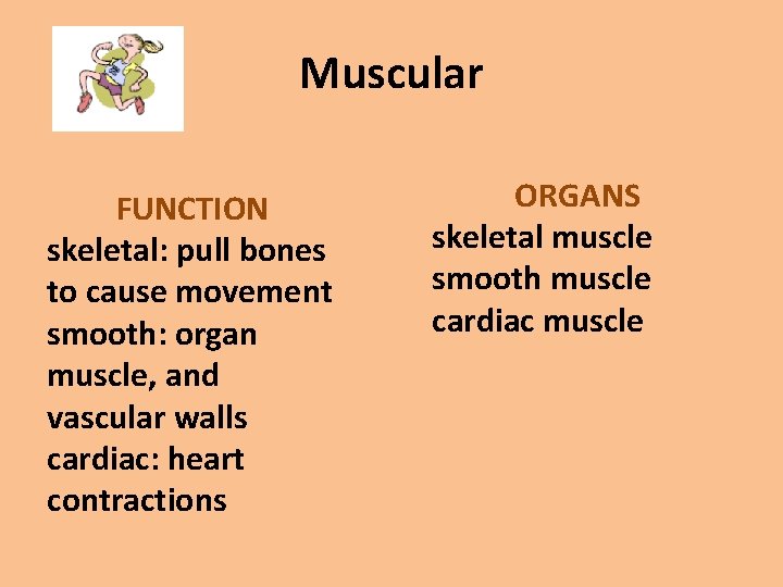 Muscular FUNCTION skeletal: pull bones to cause movement smooth: organ muscle, and vascular walls