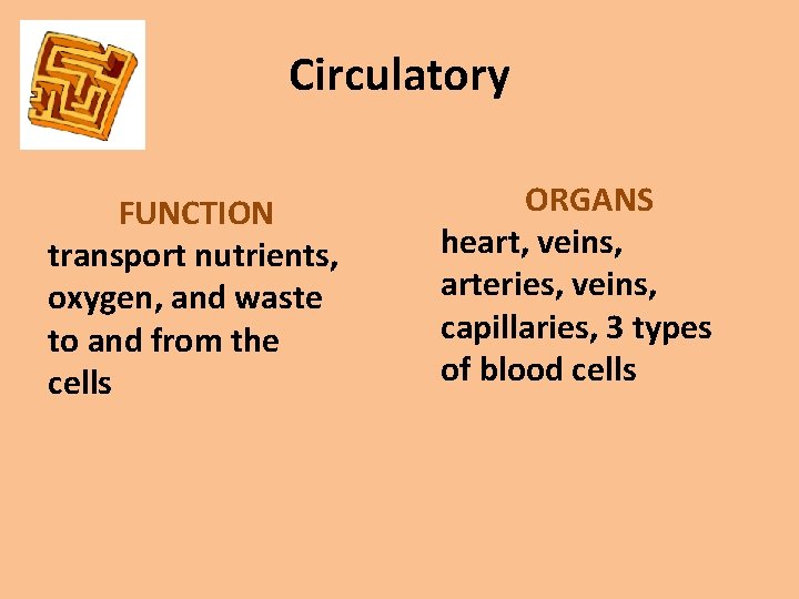 Circulatory FUNCTION transport nutrients, oxygen, and waste to and from the cells ORGANS heart,