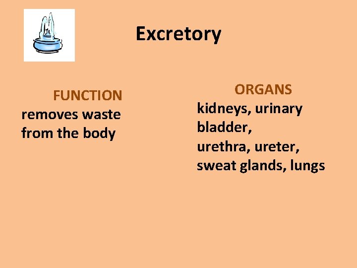 Excretory FUNCTION removes waste from the body ORGANS kidneys, urinary bladder, urethra, ureter, sweat