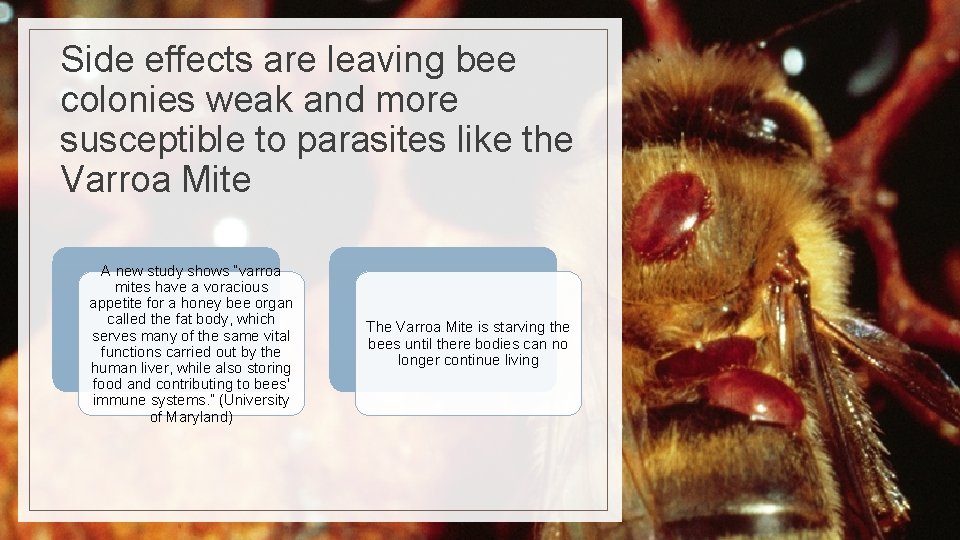 Side effects are leaving bee colonies weak and more susceptible to parasites like the