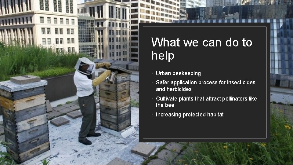 What we can do to help ◦ Urban beekeeping ◦ Safer application process for