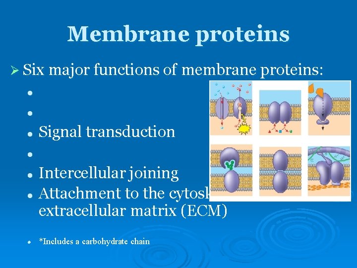 Membrane proteins Ø Six major functions of membrane proteins: l l l Signal transduction Membrane proteins Ø Six major functions of membrane proteins: l l l Signal transduction