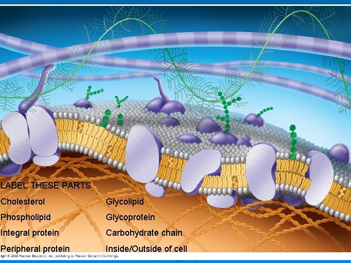 LABEL THESE PARTS Cholesterol Glycolipid Phospholipid Glycoprotein Integral protein Carbohydrate chain Peripheral protein Inside/Outside LABEL THESE PARTS Cholesterol Glycolipid Phospholipid Glycoprotein Integral protein Carbohydrate chain Peripheral protein Inside/Outside