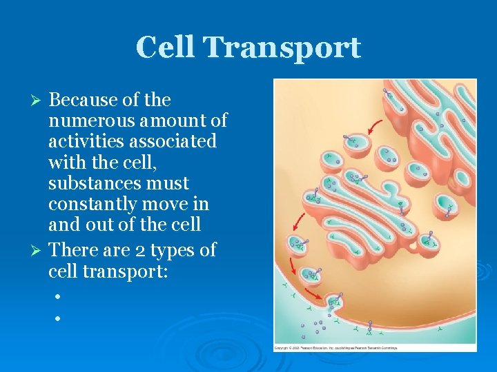 Cell Transport Because of the numerous amount of activities associated with the cell, substances Cell Transport Because of the numerous amount of activities associated with the cell, substances