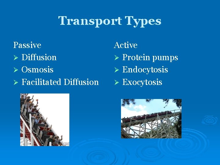Transport Types Passive Ø Diffusion Ø Osmosis Ø Facilitated Diffusion Active Ø Protein pumps Transport Types Passive Ø Diffusion Ø Osmosis Ø Facilitated Diffusion Active Ø Protein pumps