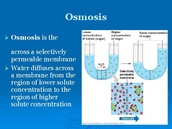 Osmosis Ø Osmosis is the across a selectively permeable membrane Ø Water diffuses across Osmosis Ø Osmosis is the across a selectively permeable membrane Ø Water diffuses across