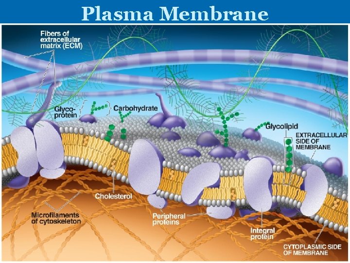 Plasma Membrane Plasma Membrane