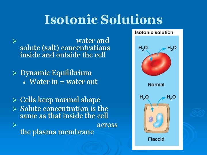 Isotonic Solutions Ø water and solute (salt) concentrations inside and outside the cell Ø Isotonic Solutions Ø water and solute (salt) concentrations inside and outside the cell Ø